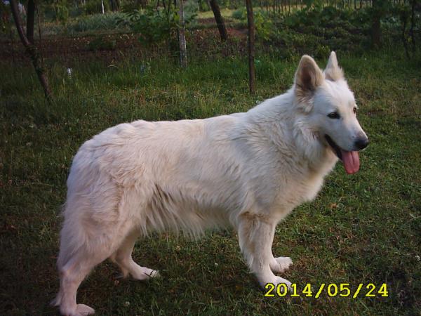 Venuszvolgyi-Vitez Gloria | White Swiss Shepherd Dog 