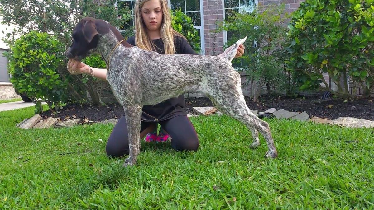 Whisper Ridge-Edelmarke Tickle Me Pink | German Shorthaired Pointer 