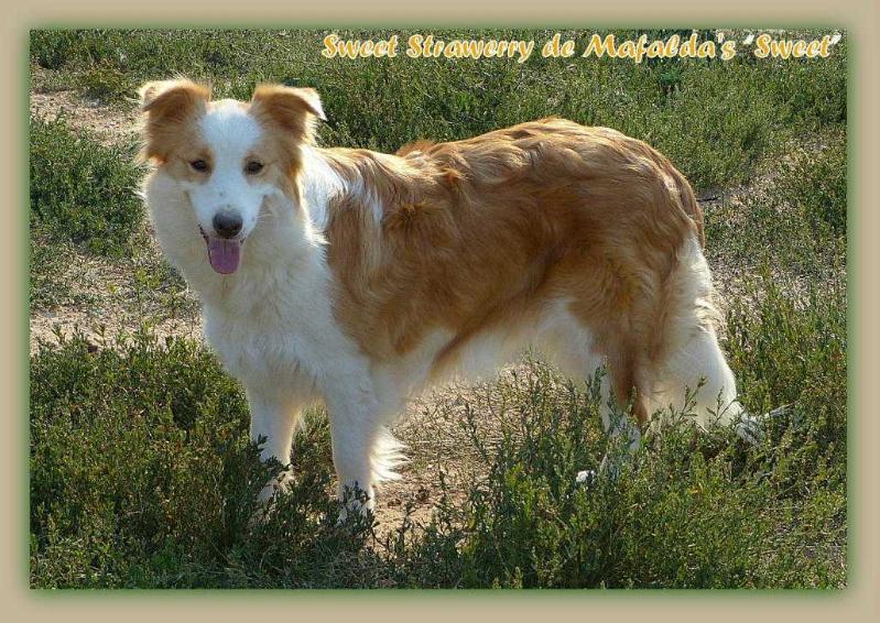 Sweet-Strawberry de Mafalda's | Border Collie 