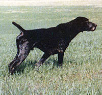 Lord vom Hege-Haus | German Shorthaired Pointer 