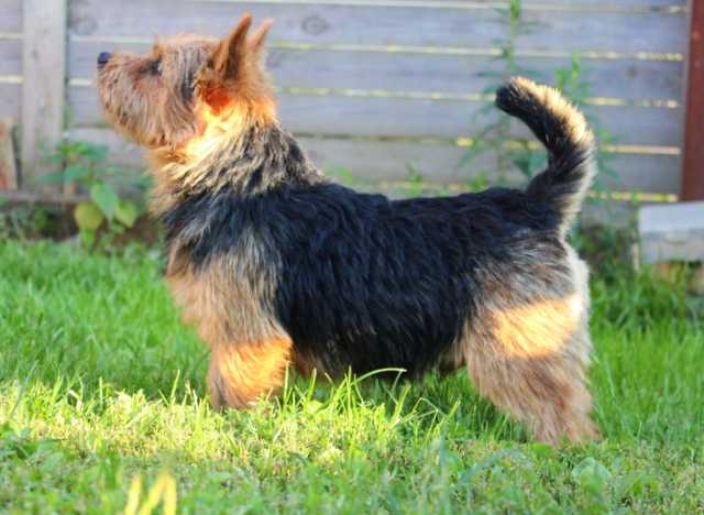 KRISTOL'S HOUSE LAZARS | Norwich Terrier 