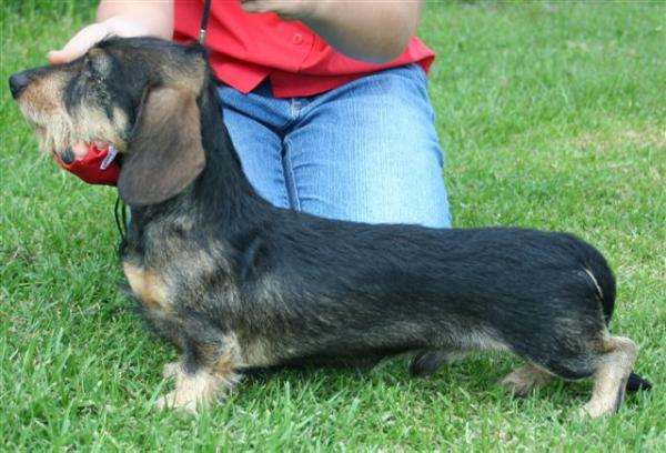 Agwyr All About Achilles | Dachshund 