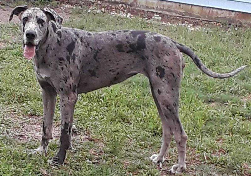 Nipper's Country Style Confetti | Great Dane 