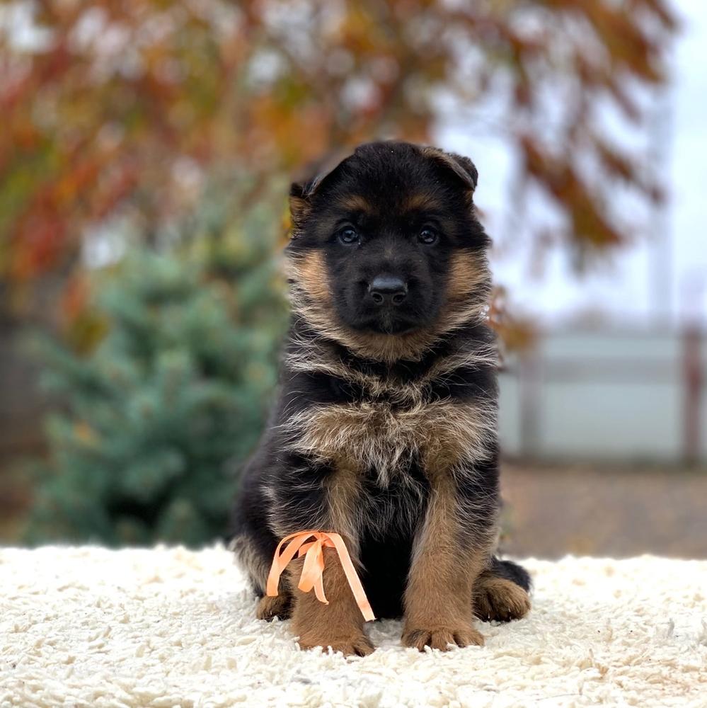 Detroit von Ruhm Besitzender | German Shepherd Dog 