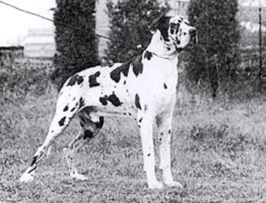 Cesar Velan | Great Dane 