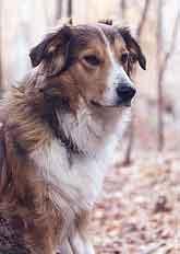 Meyer's Toast Ghost | English Shepherd 