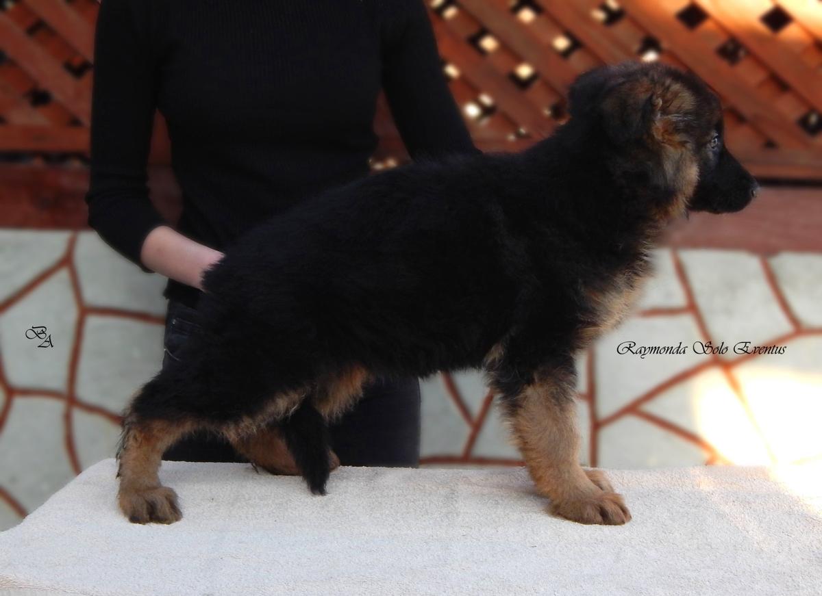 Raymonda Solo Eventus | German Shepherd Dog 