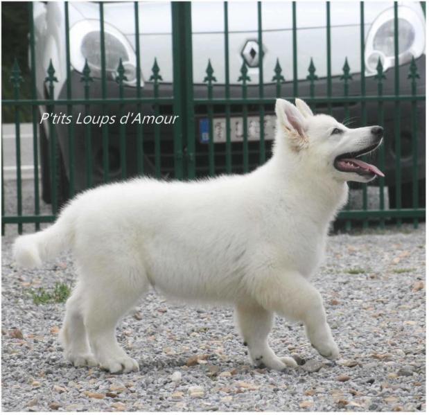 Quashmeere P'tits Loups d'Amour "Zeton" | White Swiss Shepherd Dog 