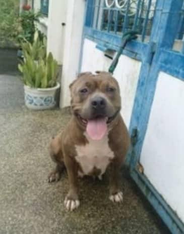 PR AROF JOHN KENNEL LADY ZIMBA | American Pit Bull Terrier 