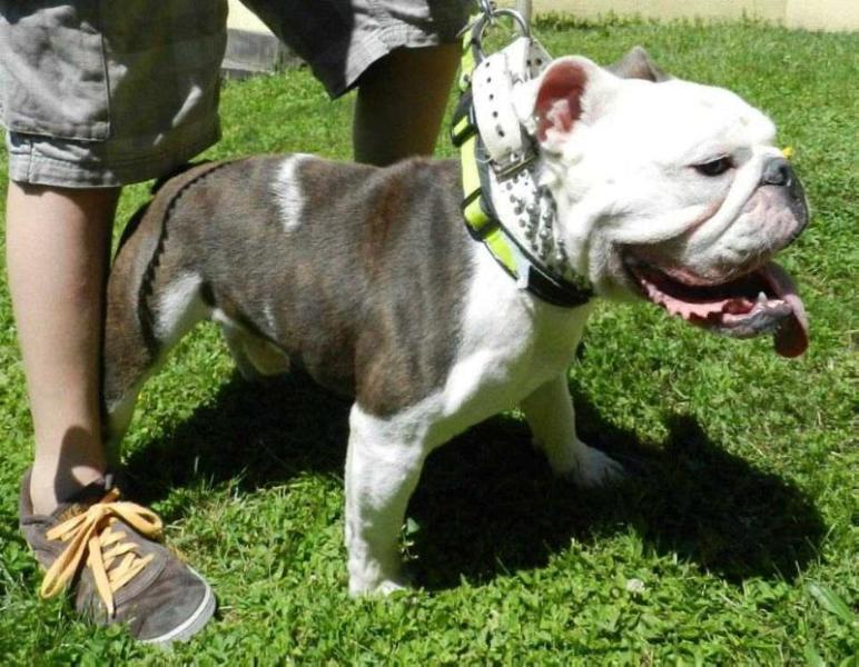 Oak of Hill's Molotov | Olde English Bulldogge 