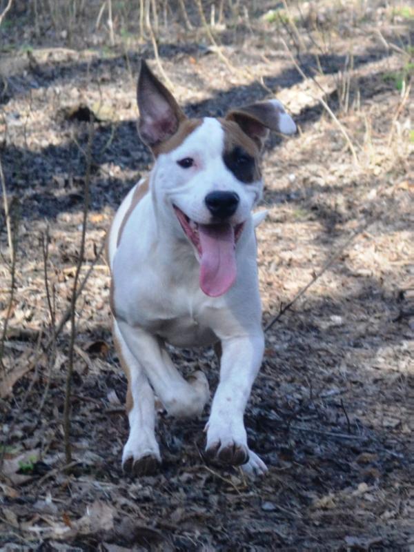 Petty Flover Feniks Ra | American Staffordshire Terrier 