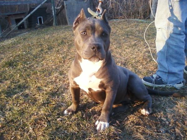 C.Bush's Blue Berry | American Pit Bull Terrier 