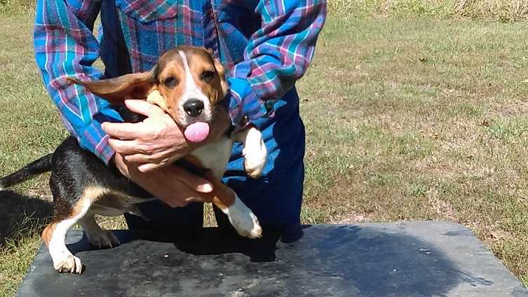 Stutz's Hurricane Creek Tank | Beagle 