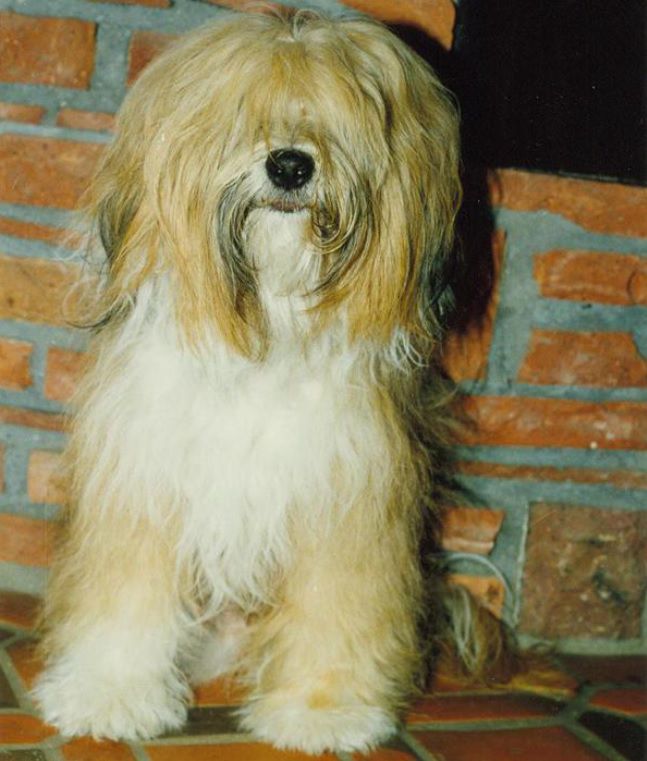 RJE-BO'S LEADER OF THE PACK | Tibetan Terrier 