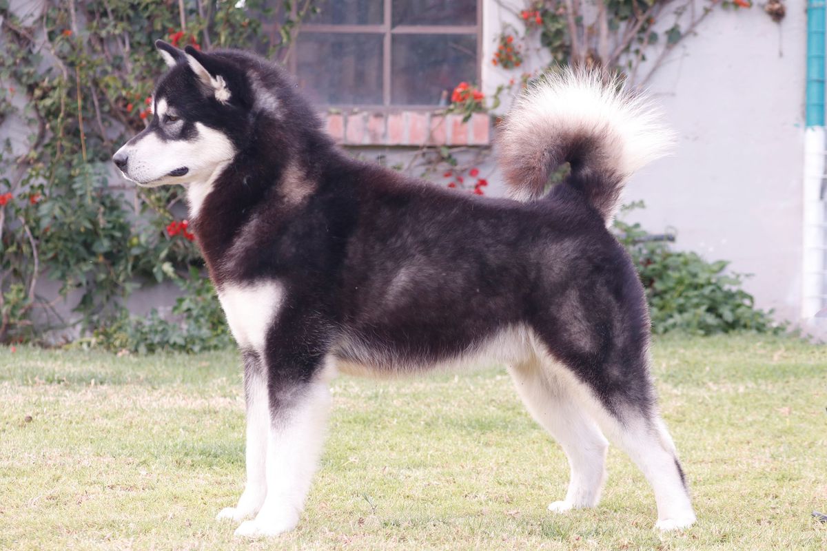 OHITEKA CERUC VARGAS | Alaskan Malamute 