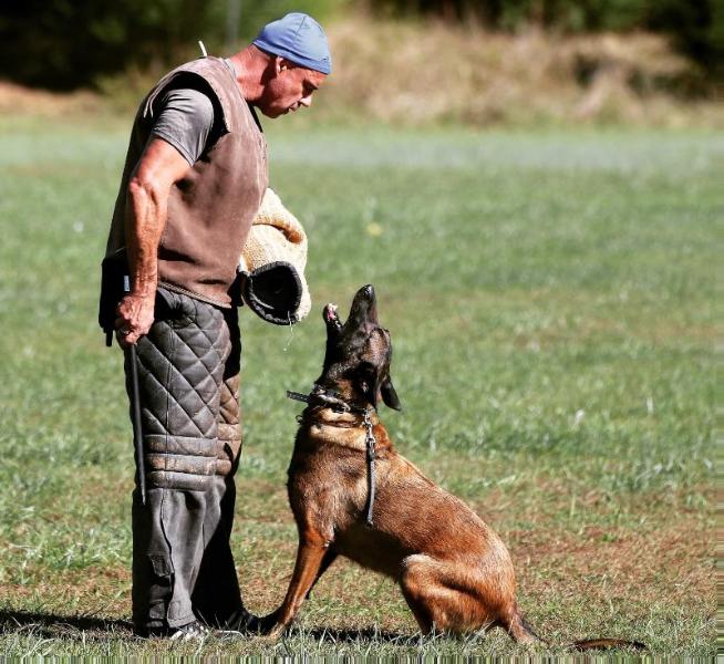 Top Gun's Roxy | Belgian Malinois 