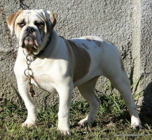 Mafalda Canchin do Jerivá | Olde English Bulldogge 