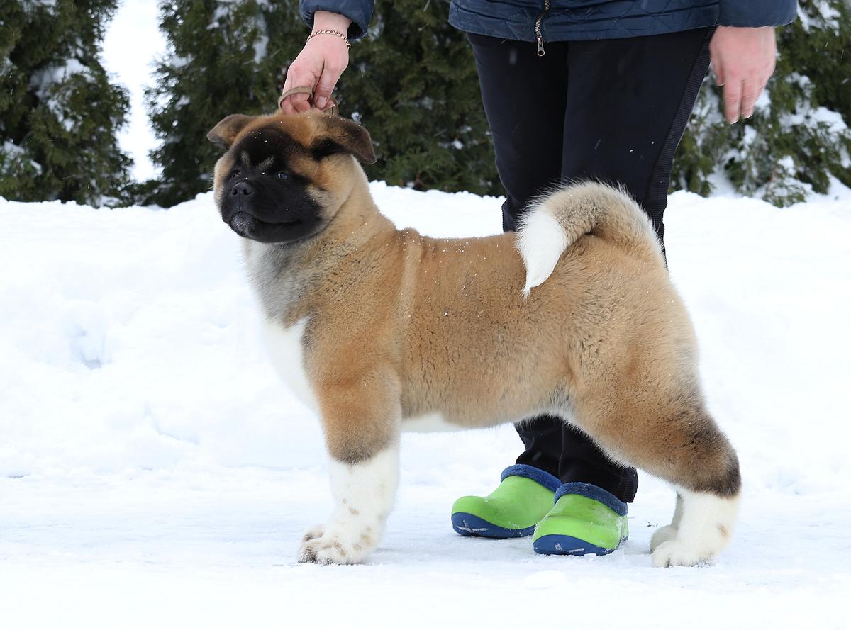 Zvezdnaya Kapel Native Lion | Akita 