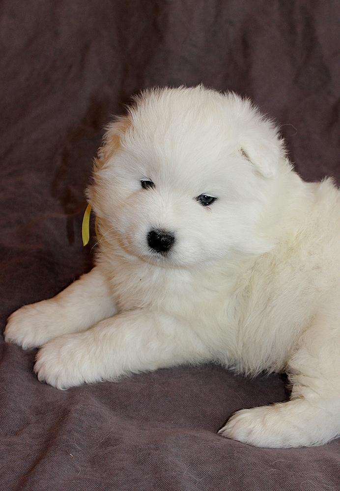 IZDOMASU ODITI | Samoyed 