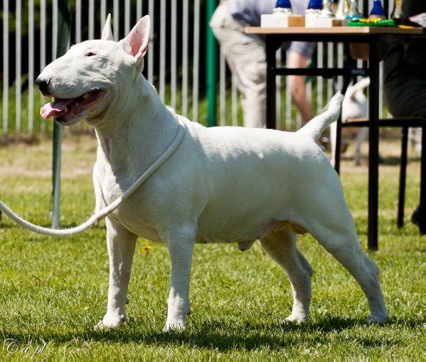 SCOOTER Buteo | Bull Terrier 