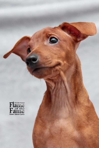 Flame Of The Fame His Brilliance Lord Asterion | Miniature Pinscher 