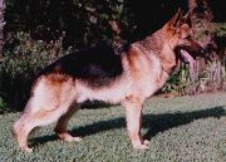 Willy von der Ehrenfeste | German Shepherd Dog 