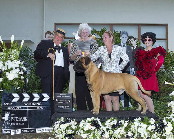 Bramstoke's Broadway Joe | Bullmastiff 