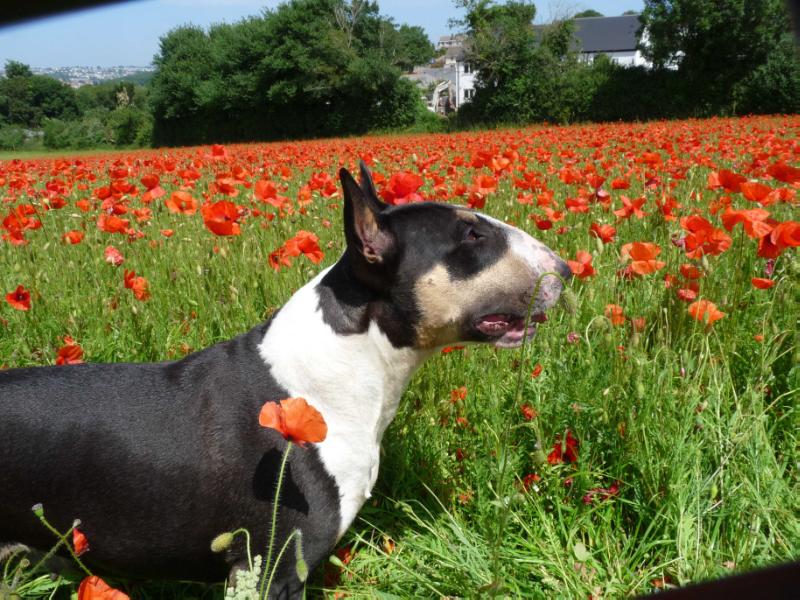 Indelibull Ink | Bull Terrier 