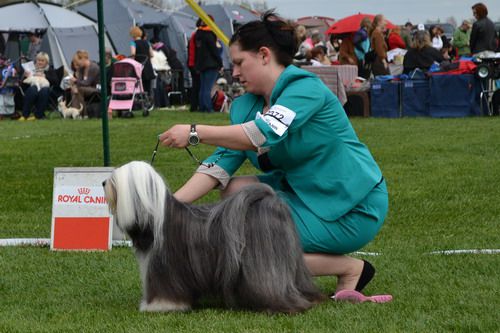 FALAMANDUS OOPS I KICK IT AGAIN | Tibetan Terrier 