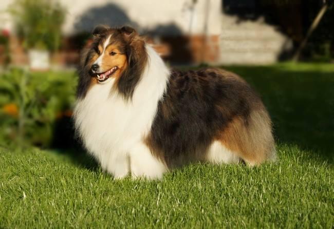 SHELLOVE JUST ON THE ROCK | Shetland Sheepdog 