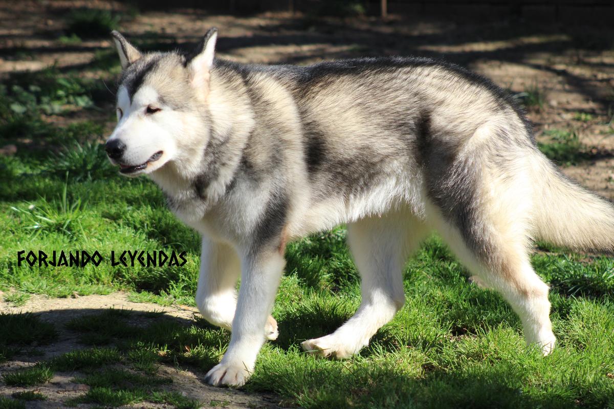 Hispania de Forjando Leyendas | Alaskan Malamute 