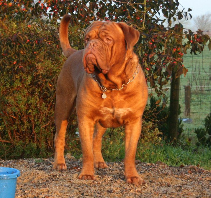 Amazonite Mucho Mambo | Dogue de Bordeaux 