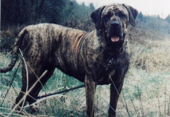 23 Zangar do Eshabeta II | Fila Brasileiro 