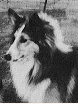 Kalandar Prince O' Page's Hill | Shetland Sheepdog 