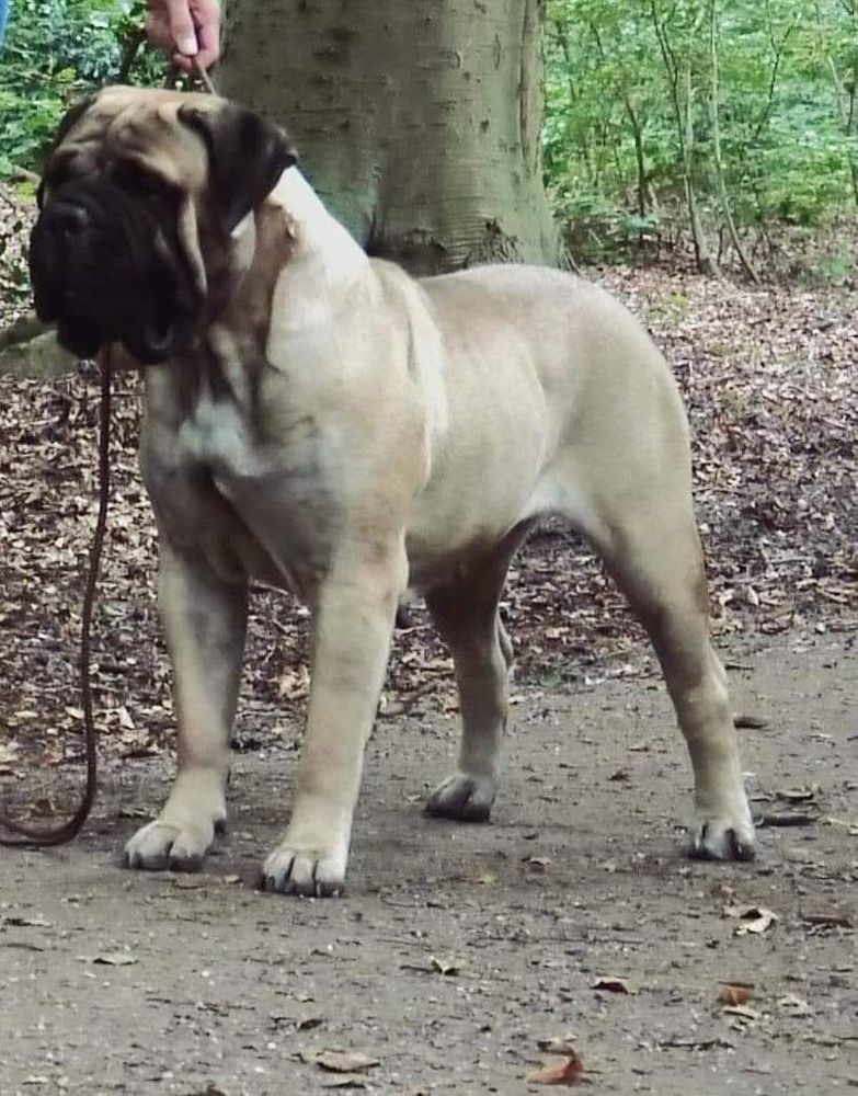 Leon’s Sandstorm Chanel for Cooperdale | Bullmastiff 