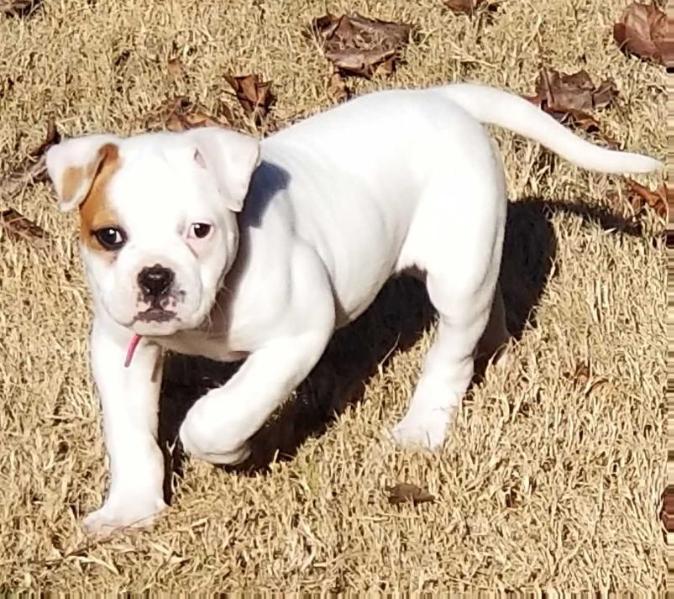 GGK's Emma Frost | American Bulldog 