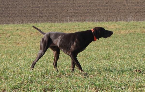 Enzo du Clos des Morandes | German Shorthaired Pointer 