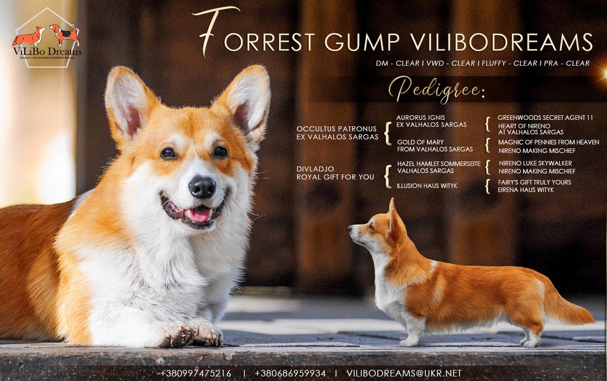 FORREST GUMP VILIBODREAMS | Pembroke Welsh Corgi 