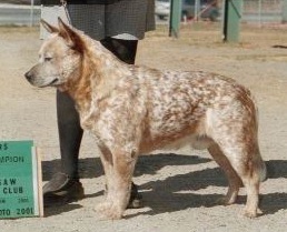 Timbers Orange Crush | Australian Cattle Dog 