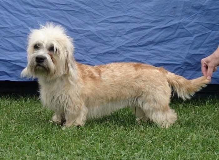 Zimyrs Queenie Bee | Dandie Dinmont Terrier 