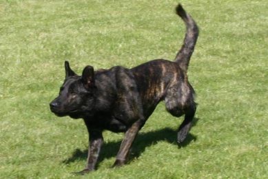 Faydenn du Domaine de la Veyssiere | Dutch Shepherd 