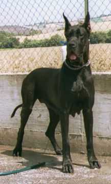 Olympia de la Benjamine-N | Great Dane 