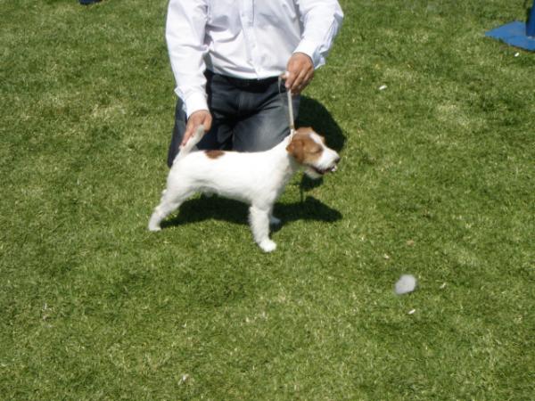 Touchstar Allegro | Jack Russell Terrier 