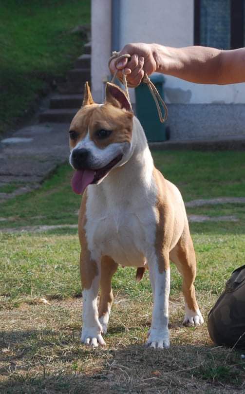 Viktoria Dolly Bell | American Staffordshire Terrier 