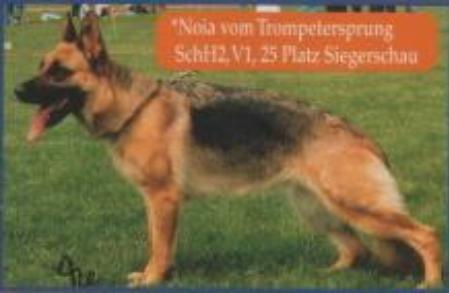 Niola vom Trompetersprung | German Shepherd Dog 