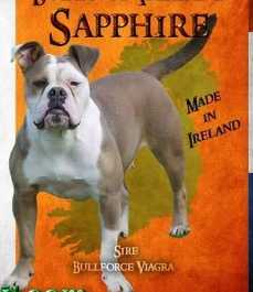 Bulls Of Ireland's Sapphire | Olde English Bulldogge 