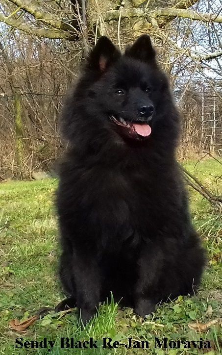 SENDY BLACK RE-JAN MORAVIA | German Spitz 