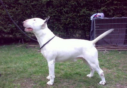 Balkan Bull Apache Blue | Bull Terrier 