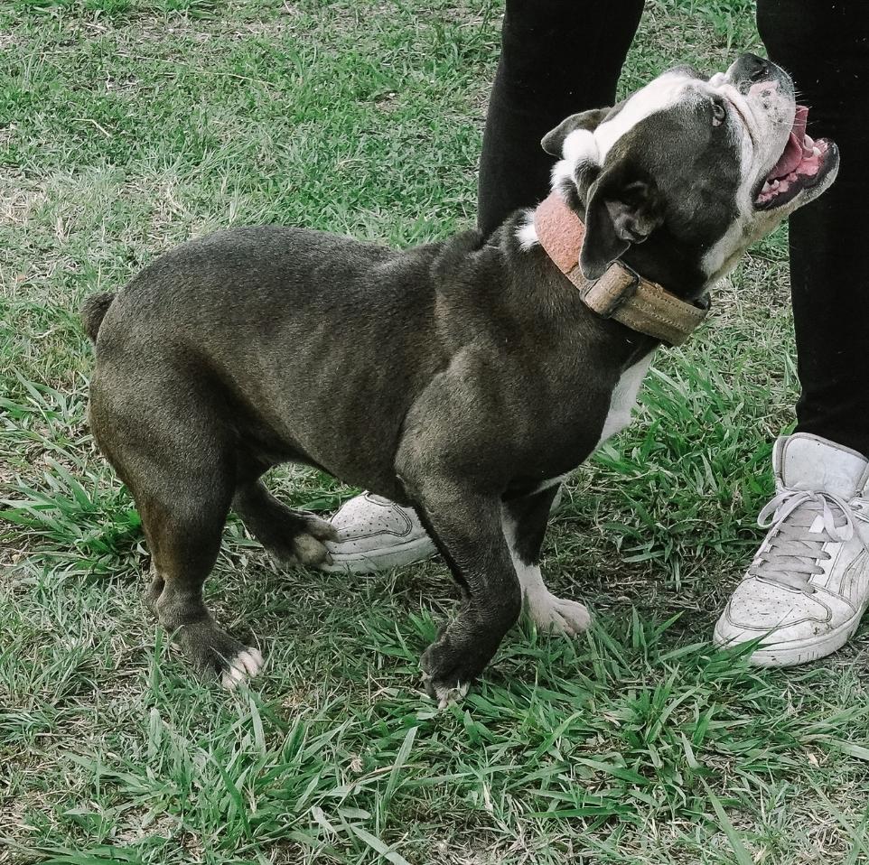 Cannon's Blue Navy | Olde English Bulldogge 