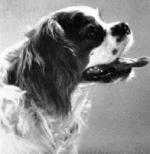 Bingo of Blagreaves | Cavalier King Charles Spaniel 